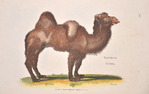 Bactrian Camel