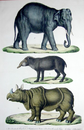 Der asiatische Elephant, der amerikanische Tapir, das einhornige asiatische Nashorn