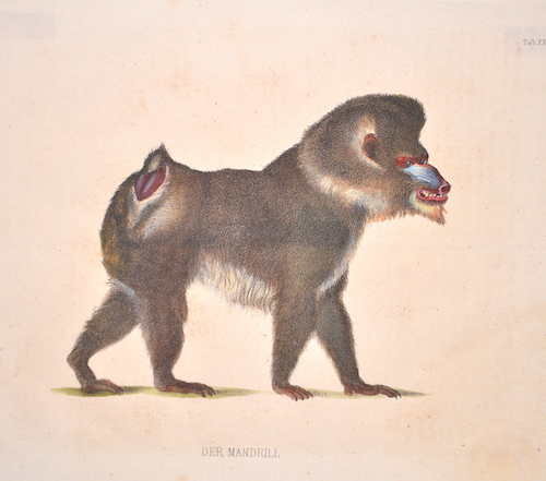 Der Mandrill