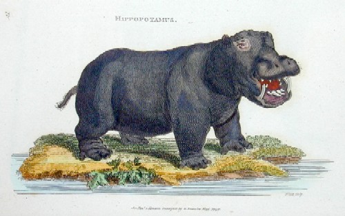 Hyppopotamus