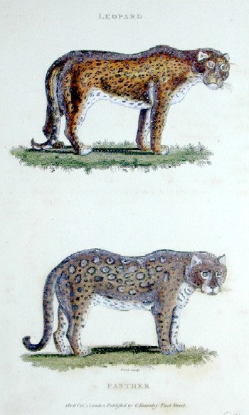 Leopard , Panther