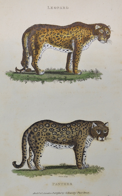 Leopard , Panther