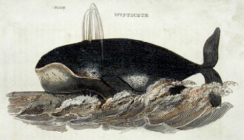 Mysticete
