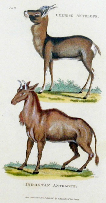 Chinese antelope, Indostan antelope