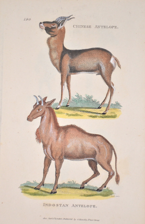 Chinese antelope, Indostan antelope