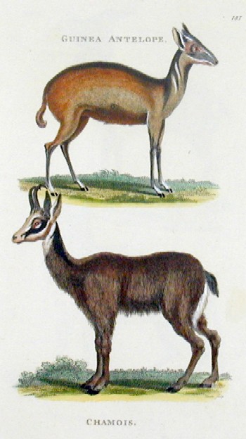Guinea antelope, Chamois antelope