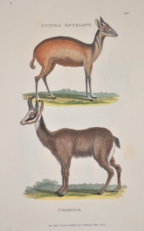 Guinea antelope, Chamois antelope