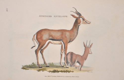 Springer antelope