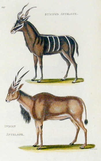 Striped antelope, Indian antelope