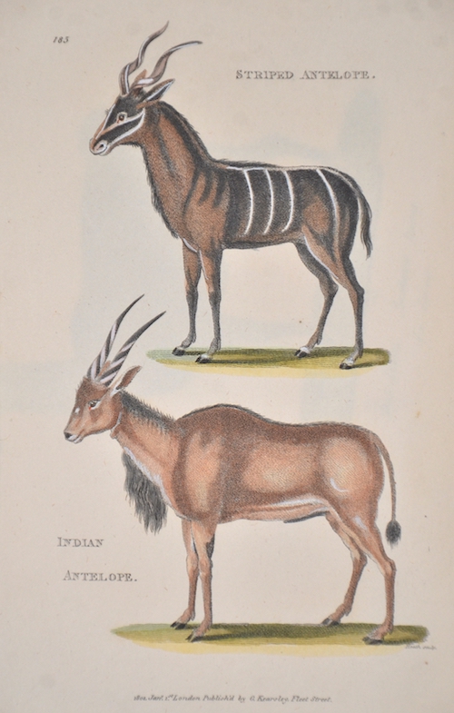 Striped antelope, Indian antelope