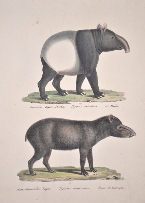 Indischer Tapir, Amerikanischer Tapir