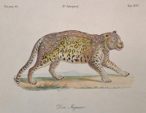 Der Jaguar