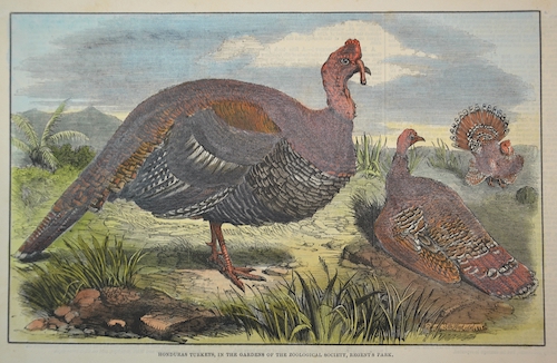 Honduras Turkeys, in the gardens of the zoological society, Regent´s Park