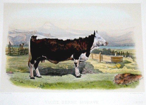 Vache Berne – Murave
