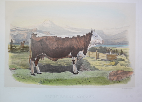 Vache Berne – Murave