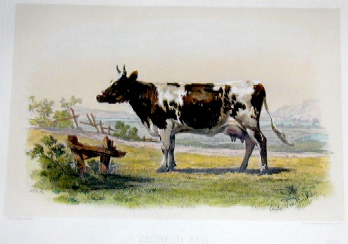 Vache d´Ayr