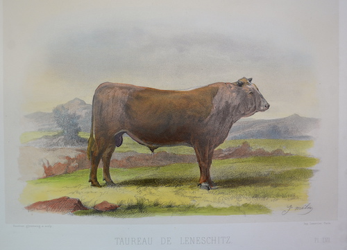 Taureau de Leneschitz