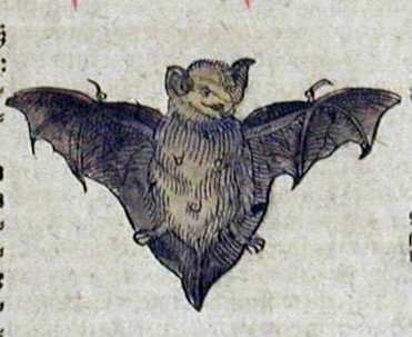 Flädermus