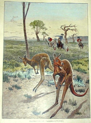 Känguru Hatz in Queensland