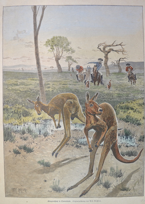 Känguru Hatz in Queensland