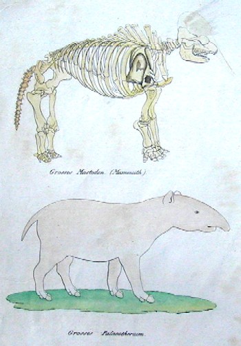 Grosses Mastodon ( Mammuth) / Grosses Palaeotherium