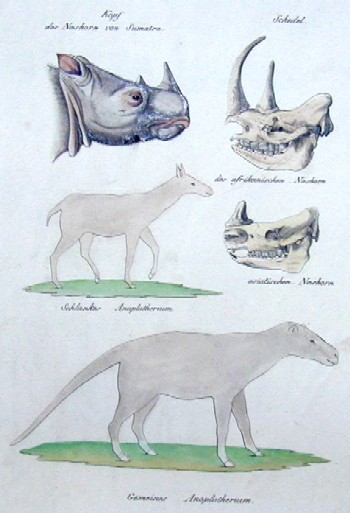 Kopf des Nashorn von Sumatra/ Schedel des afrikanischen Nshorn/ des asiatischen Nashorn