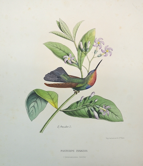 Selasphorus Ardens