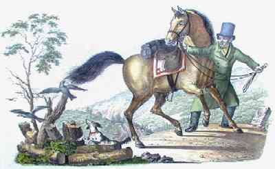 Schweizer Pferd