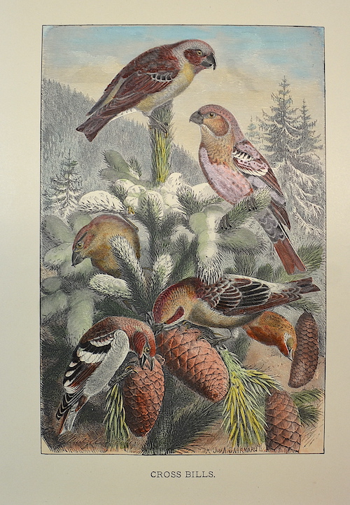 Cross Bills( Loxia curvirostra)