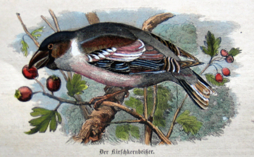Der Kirschkernbeißer ( Fringilla Coccothraustes )