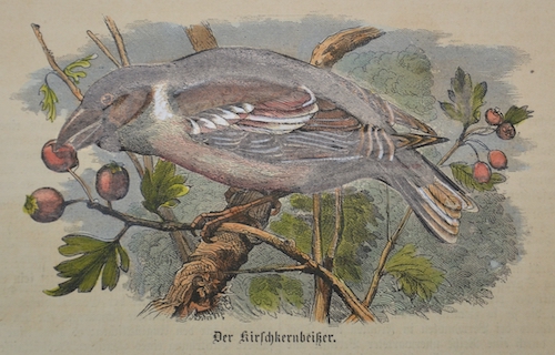 Der Kirschkernbeißer ( Fringilla Coccothraustes )