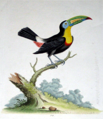 The yellow breast Toucan drawn in its natural colors from the living bird…..