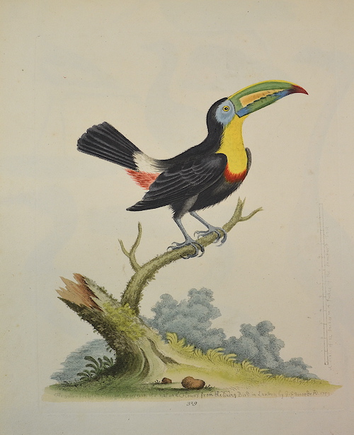 The yellow breast Toucan drawn in its natural colors from the living bird…..