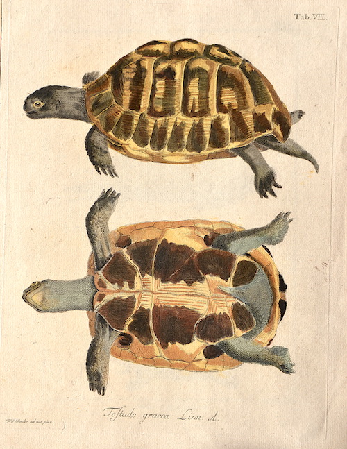 Testudo graeca Linn. A. Tab VIII