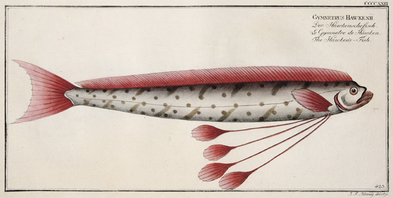 Gymnetrus Hawekenii/ Der Hawkensche Fisch/ Le Gymnetre de Hawken/ The Hawkens Fish