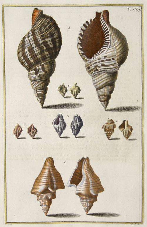 partis Teritiae Classis Secundae Sectionis Secundae. Buccinum Maius, Canaliculatum Rostratum ore Labioso Fimbriatum