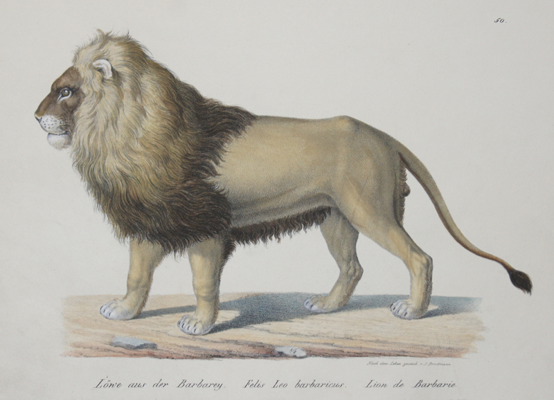 Löwe aus der Barbarey. Felis Leo barbaricus. Lion de Barbarie.
