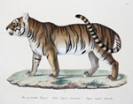 Die gestreifte Tigrin. Felis Tigris Foemina. Tigre royal femelle.