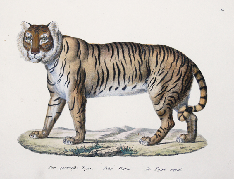 Der gestreifte Tiger. Felis Tigris. Le Tigre royal.