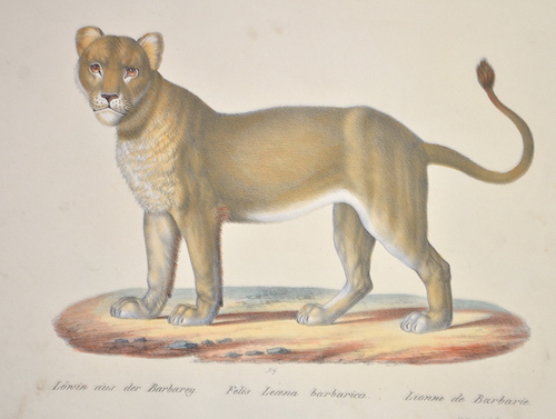 Löwin aus der Barbarey. Felis Leoena barbarica. Lionne de Barbarie.