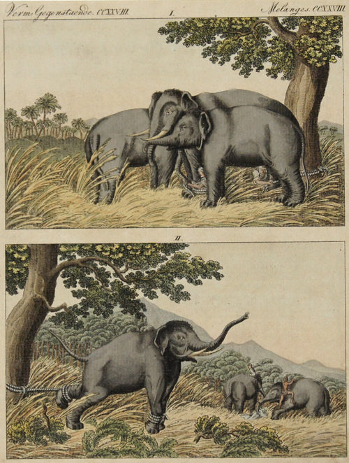 Verm. Gegenst. CCXXVIII Elephantenfang durch Lockelephanten.