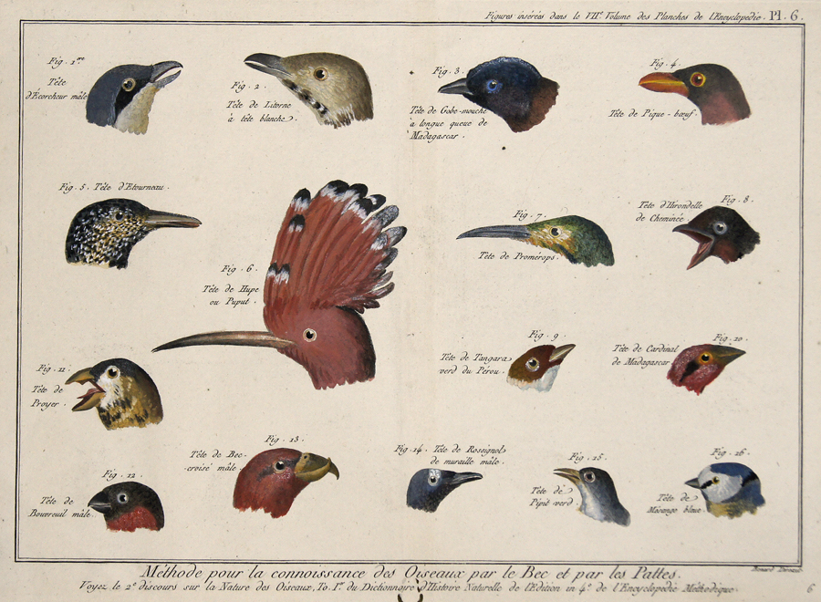 Méthode pour la connoisance des Oiseaux par le Bec et par les Pattes…/ Figures insérés dans le VII Volume des Planches de l´Encyclopédie