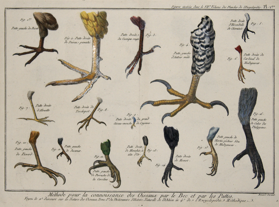 Méthode pour la connoisance des Oiseaux par le Bec et par les Pattes…/ Figures insérés dans le VII Volume des Planches de l´Encyclopédie