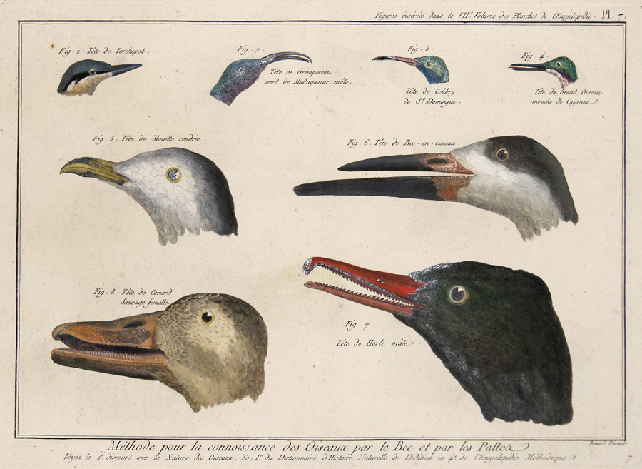 Méthode pour la connoisance des Oiseaux par le Bec et par les Pattes…/ Figures insérés dans le VII Volume des Planches de l´Encyclopédie