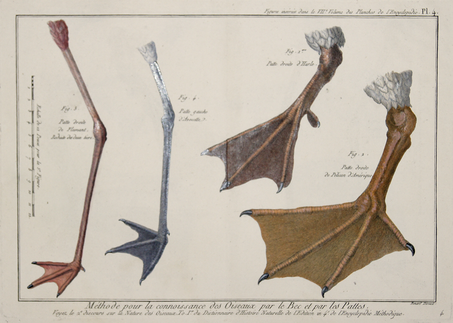 Méthode pour la connoisance des Oiseaux par le Bec et par les Pattes…/ Figures insérés dans le VII Volume des Planches de l´Encyclopédie