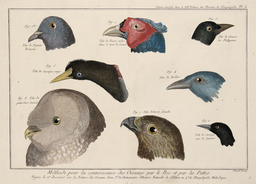 Méthode pour la connoisance des Oiseaux par le Bec et par les Pattes…/ Figures insérés dans le VII Volume des Planches de l´Encyclopédie