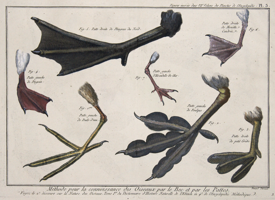 Méthode pour la connoisance des Oiseaux par le Bec et par les Pattes…/ Figures insérés dans le VII Volume des Planches de l´Encyclopédie