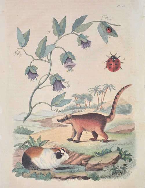 1. Coati. 2. Cobaye. 3. Cobea. 4. Coccinelle.