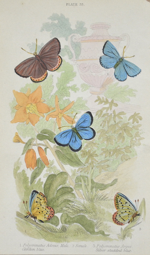 Plate 33. 1. Polyommatus Adonis, Male Clifden blue. 2. Female. 3. Polyommatus Argus Silver studded blue.