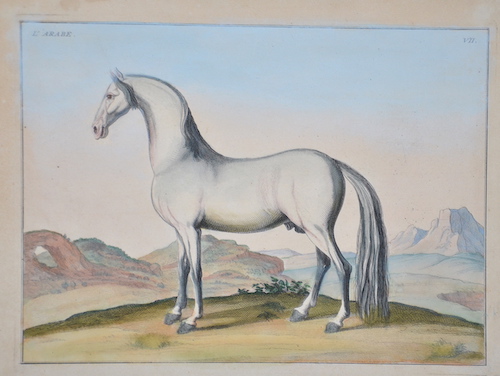 L’Arabe. VII.
